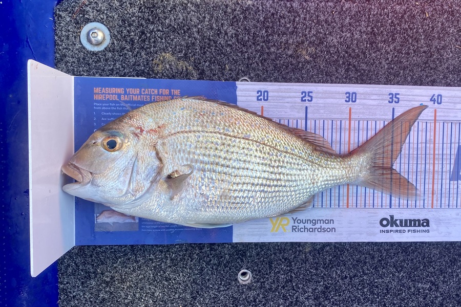 Dave Leadbetter caught this 35.0cm Snapper at Marlborough Sounds during The Hirepool Baitmates Fishing Comp