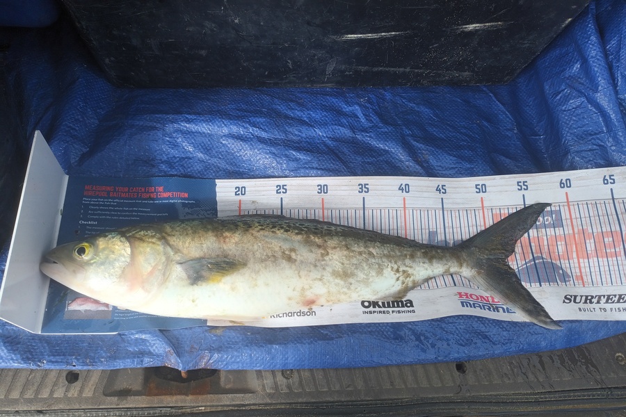 Tom Adams caught this 51.5cm Kahawai at Awanui harbour during The Hirepool Baitmates Fishing Comp