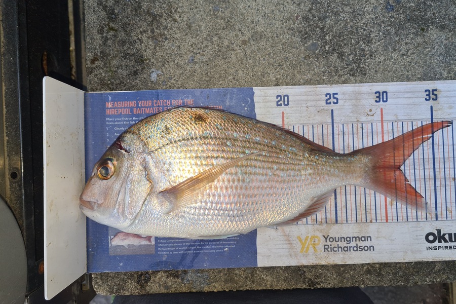 David Kovacs caught this 31.5cm Snapper at Mana during The Hirepool Baitmates Fishing Comp