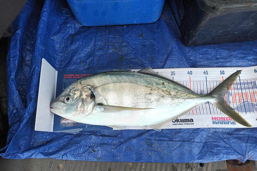 Lisa Adams caught this 49.5cm Trevally at Awanui Harbour  during The Hirepool Baitmates Fishing Comp