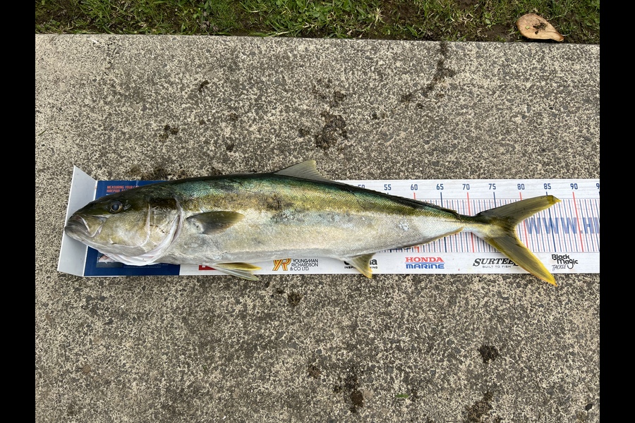 Duncan  Hammon  caught this 78.0cm Kingfish at Bay of Plenty during The Hirepool Baitmates Fishing Comp