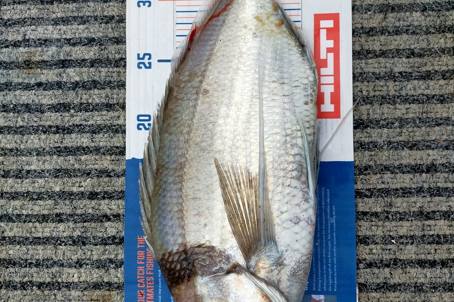 Wayne Farrow caught this 37cm Tarakihi at Whakatane during The Hirepool Baitmates Fishing Comp