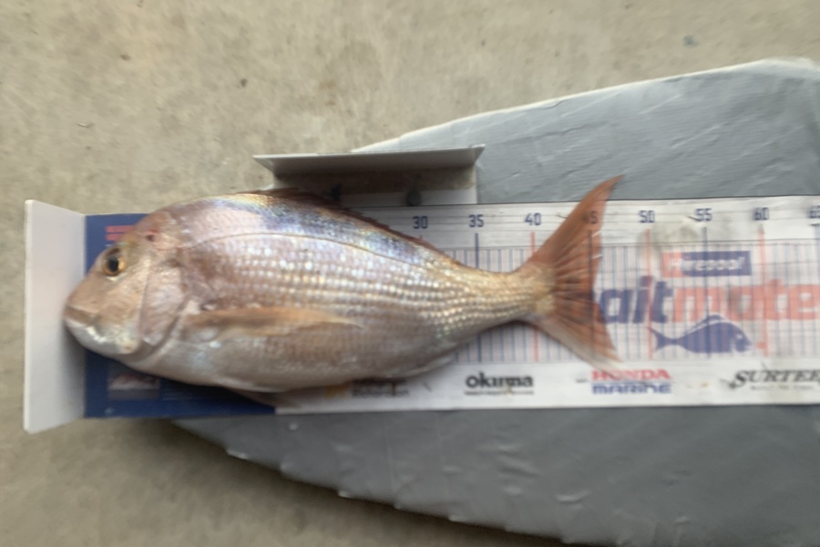 Graeme Duncan caught this 45.0cm Snapper at Bop during The Hirepool Baitmates Fishing Comp