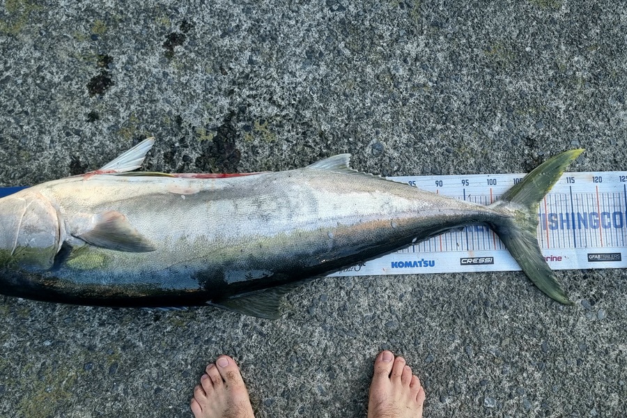 Gary Papp caught this 108cm Kingfish at Mana during The Hirepool Baitmates Fishing Comp