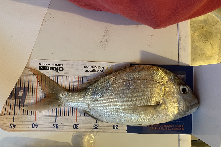 Azhar Ali caught this 37.5cm Snapper at Kawakawa bay during The Hirepool Baitmates Fishing Comp