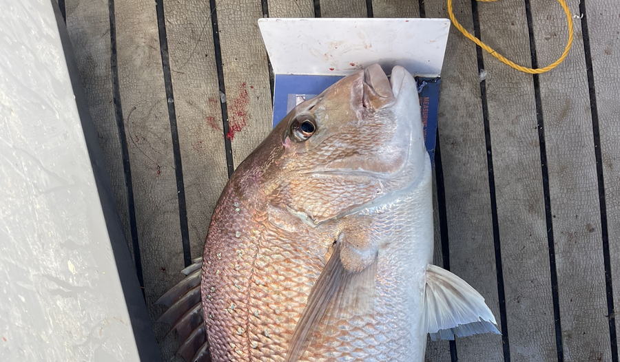 Sam Julian caught this 68cm Snapper at Makara during The Hirepool Baitmates Fishing Comp