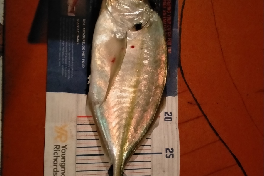 Roger Ratahi caught this 31.0cm Trevally at Taranaki during The Hirepool Baitmates Fishing Comp