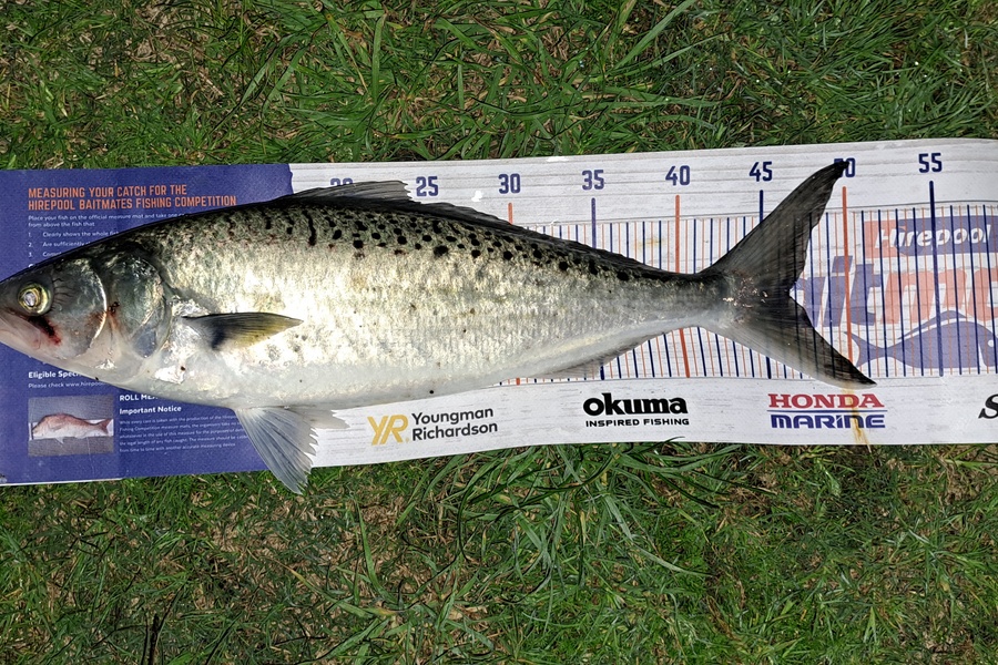 Dylan Ray caught this 46.5cm Kahawai at Takaka during The Hirepool Baitmates Fishing Comp