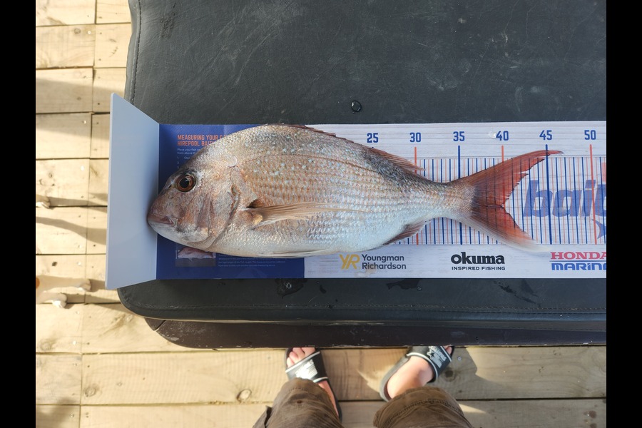 Hardus Scheepers caught this 39.5cm Snapper at Kapiti during The Hirepool Baitmates Fishing Comp