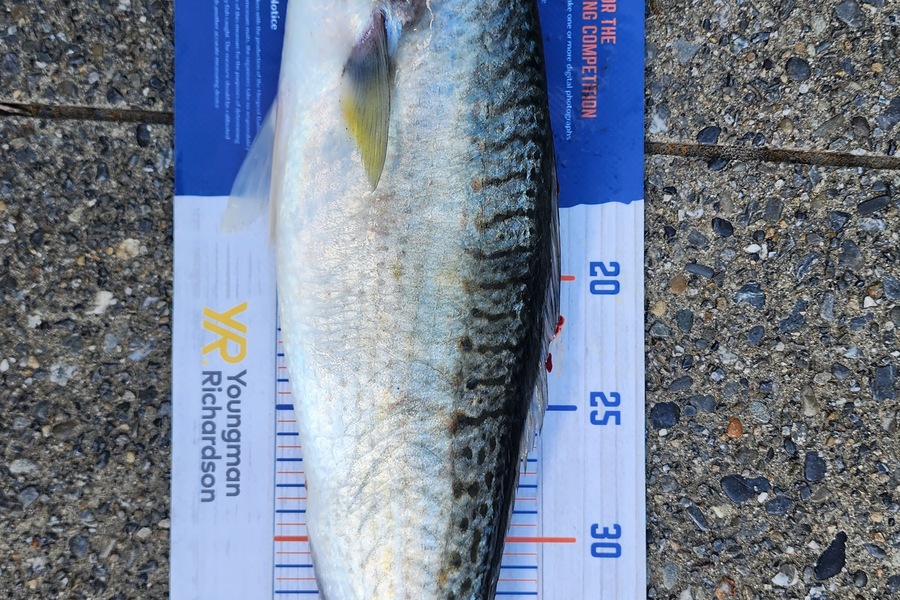 Myles Carson caught this 44cm Kahawai at Kapiti  during The Hirepool Baitmates Fishing Comp