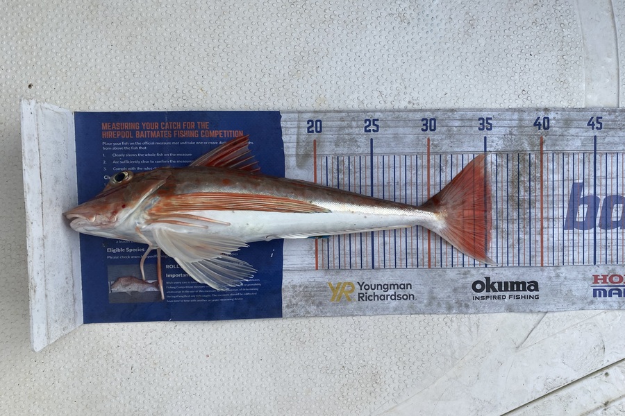Aden Herbert caught this 35.5cm Gurnard at Mount Maunganui  during The Hirepool Baitmates Fishing Comp
