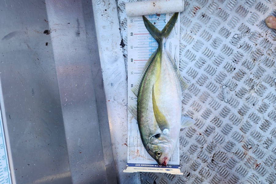Kieran  Rawlinson caught this 50.5cm Trevally at Kapiti during The Hirepool Baitmates Fishing Comp
