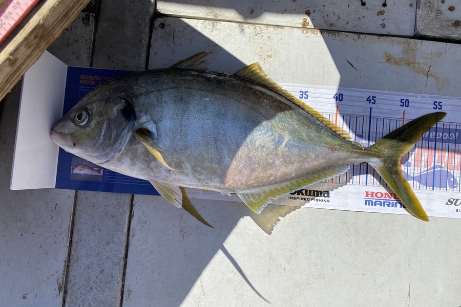 Scott Marriott caught this 49.5cm Trevally at Mana during The Hirepool Baitmates Fishing Comp
