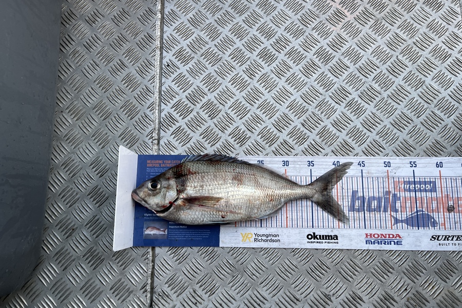 Laura Young caught this 38.5cm Tarakihi at Durville during The Hirepool Baitmates Fishing Comp