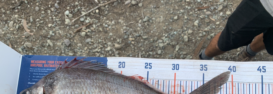 Christopher  Reynolds  caught this 35.5cm Tarakihi at Milford Sound  during The Hirepool Baitmates Fishing Comp