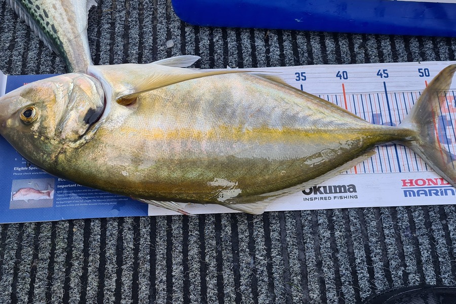 Ray Carter caught this 49.5cm Trevally at Tauranga during The Hirepool Baitmates Fishing Comp