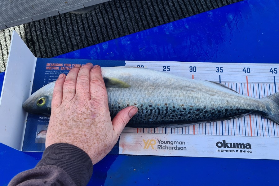 Ray Carter caught this 47.0cm Kahawai at Tauranga during The Hirepool Baitmates Fishing Comp