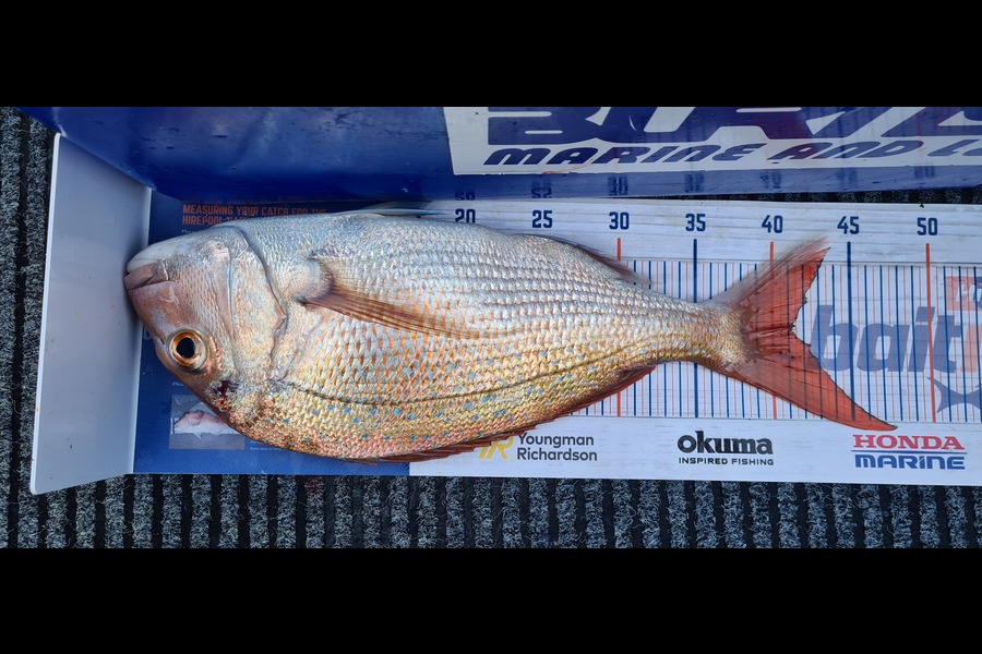 Ray Carter caught this 41.0cm Snapper at Tauranga during The Hirepool Baitmates Fishing Comp