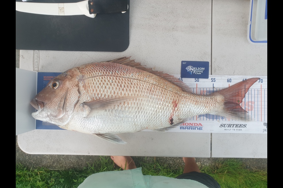Gareth  Nicholson  caught this 63.0cm Snapper at Tasman Bay during The Hirepool Baitmates Fishing Comp