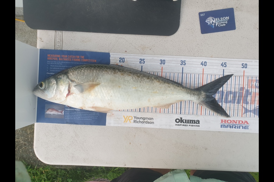 Gareth  Nicholson  caught this 42.0cm Kahawai at Tasman Bay during The Hirepool Baitmates Fishing Comp