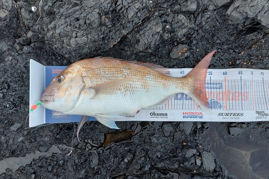 Edwin Tienzo caught this 52.5cm Snapper at Whatipu during The Hirepool Baitmates Fishing Comp