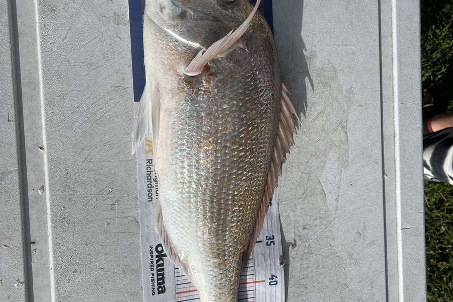 Dom Hutchinson caught this 49.5cm Snapper at Bay of island during The Hirepool Baitmates Fishing Comp