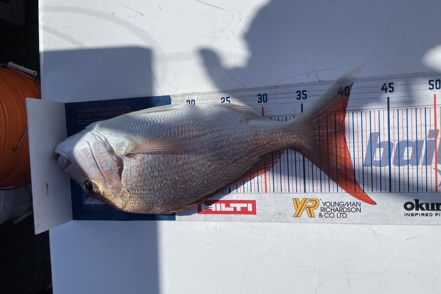 Richard Wilson caught this 40cm Snapper at Little Barrier  during The Hirepool Baitmates Fishing Comp