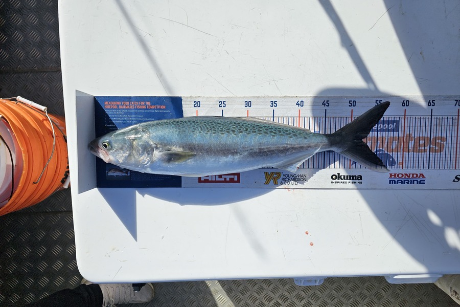 Amal Soman caught this 52.0cm Kahawai at Auckland  during The Hirepool Baitmates Fishing Comp