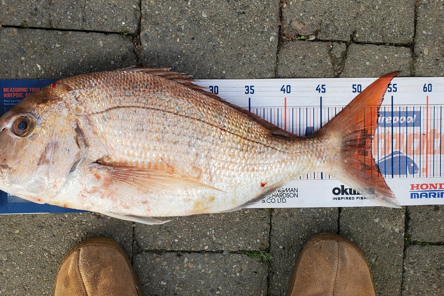 Rob Maskill caught this 52.0cm Snapper at Okiwi Bay, Marlborough during The Hirepool Baitmates Fishing Comp