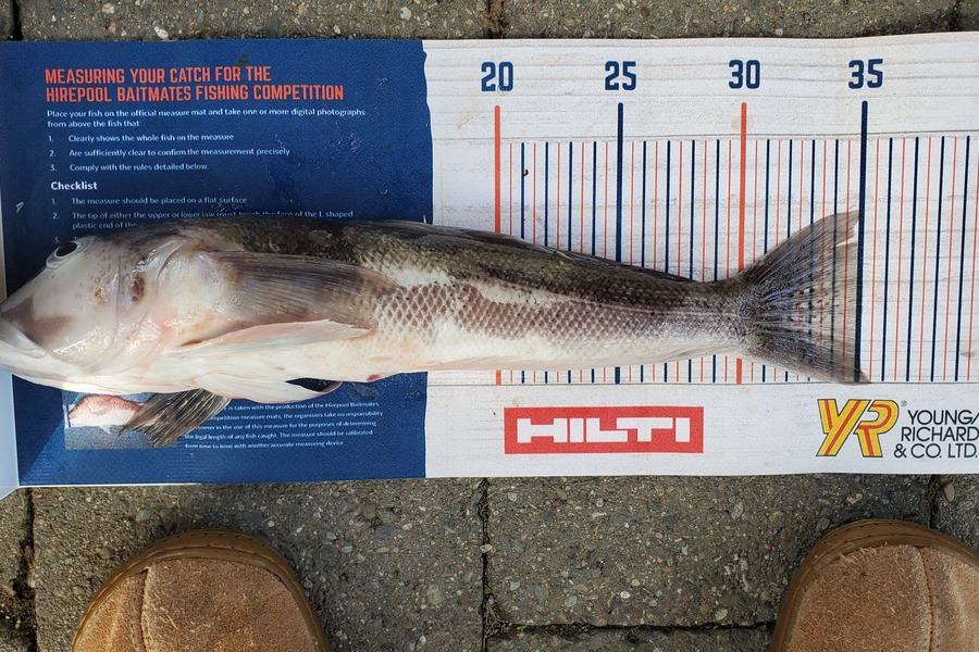 Rob Maskill caught this 35.0cm Blue Cod at Okiwi Bay, Marlborough during The Hirepool Baitmates Fishing Comp