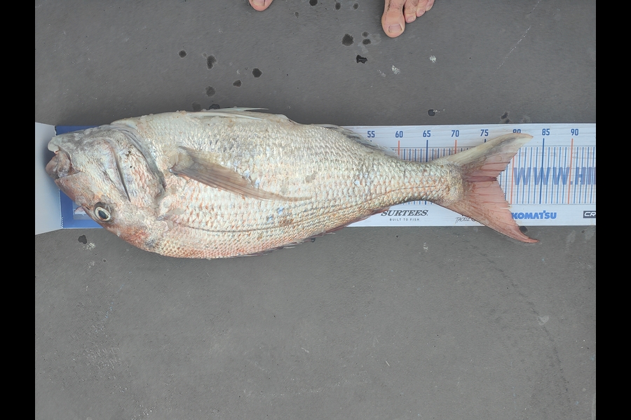 Scott McMahon caught this 77.0cm Snapper at Bell block during The Hirepool Baitmates Fishing Comp