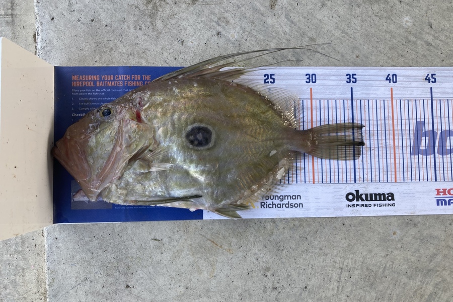 Shannon Scholes caught this 36.0cm John Dory at Tasman Bay  during The Hirepool Baitmates Fishing Comp