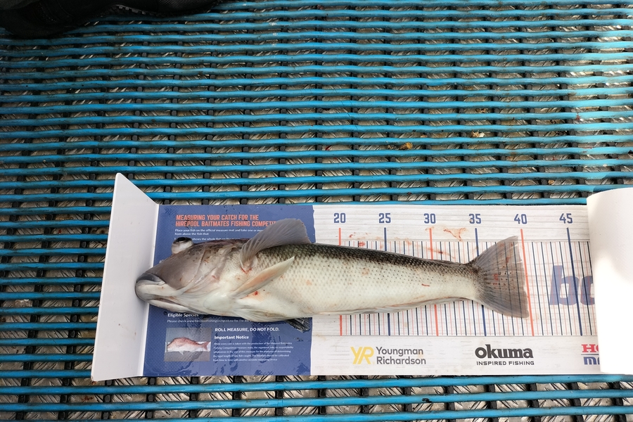 Levi kendall caught this 39.5cm Blue Cod at New Plymouth  during The Hirepool Baitmates Fishing Comp