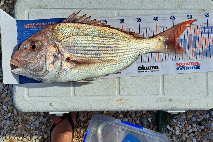 Dylan Ray caught this 45cm Snapper at Takaka during The Hirepool Baitmates Fishing Comp