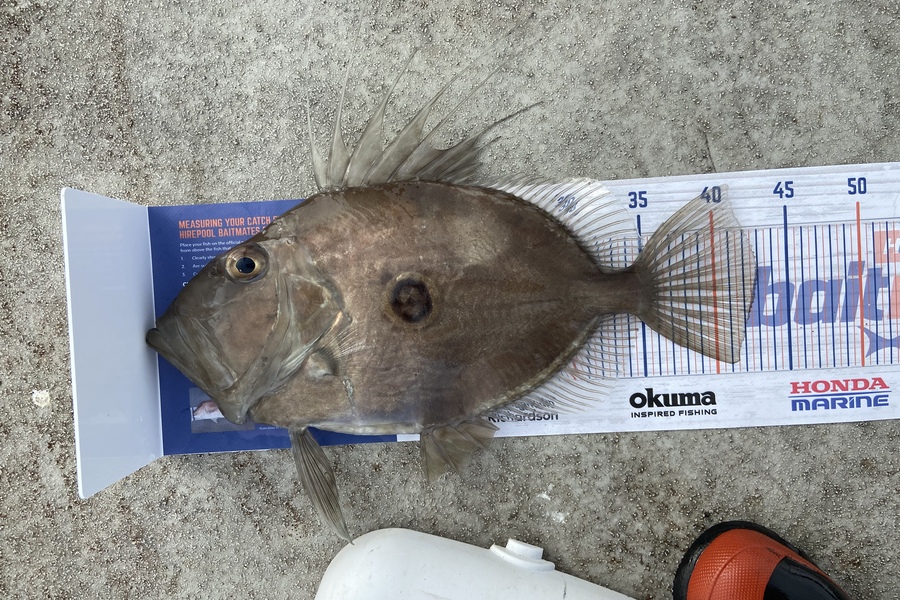 Jack Ogden caught this 43.0cm John Dory at New Plymouth during The Hirepool Baitmates Fishing Comp