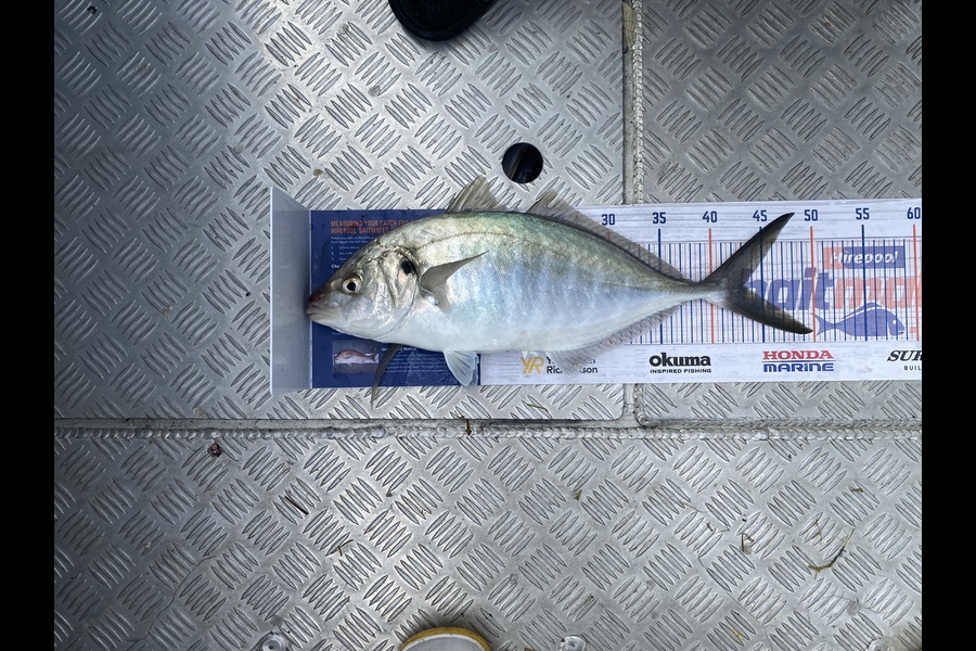Craig Jones caught this 43.0cm Trevally at Tauranga  during The Hirepool Baitmates Fishing Comp