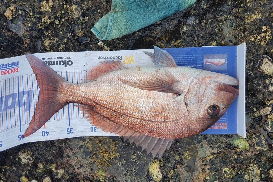 Samuel Singh caught this 40.5cm Snapper at Great barrier island during The Hirepool Baitmates Fishing Comp