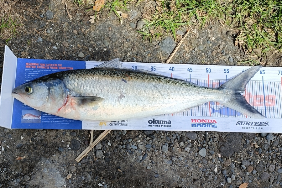 Marshall Wells caught this 58.5cm Kahawai at Waitara  during The Hirepool Baitmates Fishing Comp