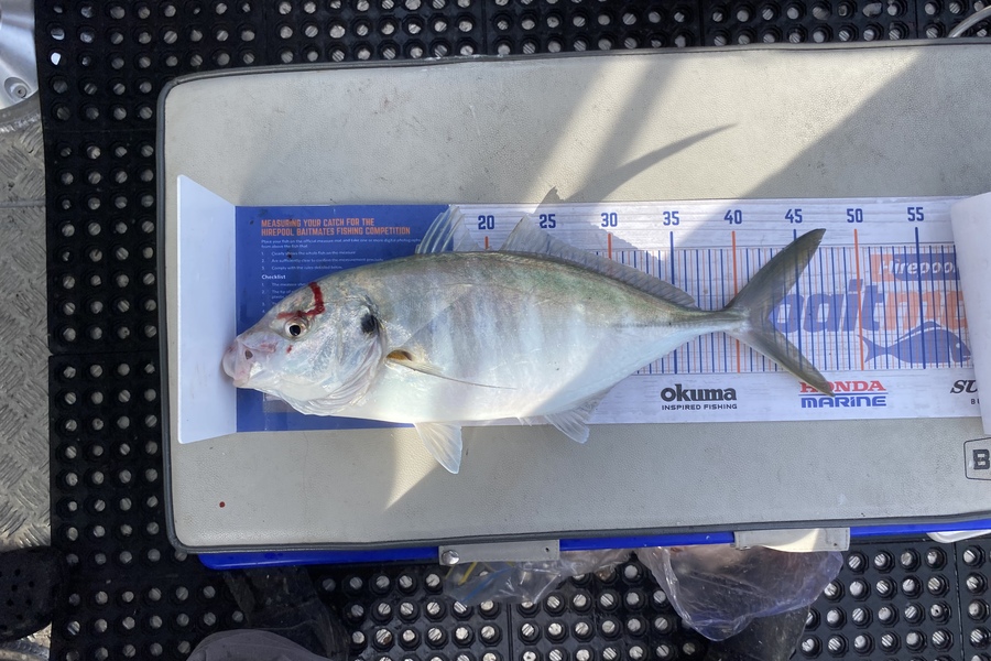Tony Flowers caught this 42.5cm Trevally at West coast Wellington  during The Hirepool Baitmates Fishing Comp