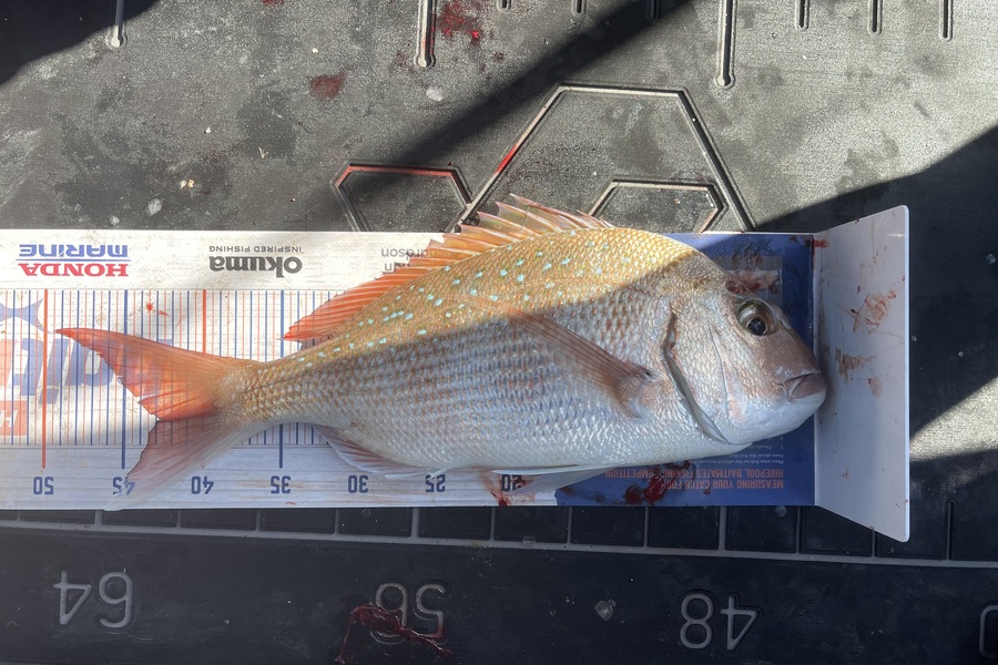 Liz van der Westhuizen caught this 42.5cm Snapper at Tauranga around Motiti during The Hirepool Baitmates Fishing Comp