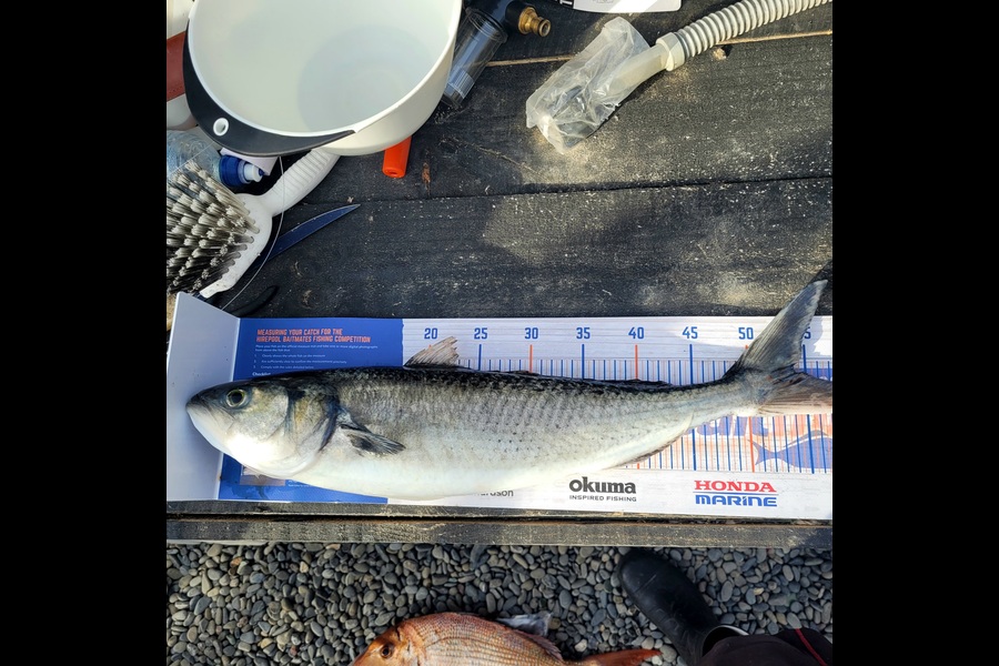 Fynn McDonough caught this 54.0cm Kahawai at Marlborough Sounds during The Hirepool Baitmates Fishing Comp