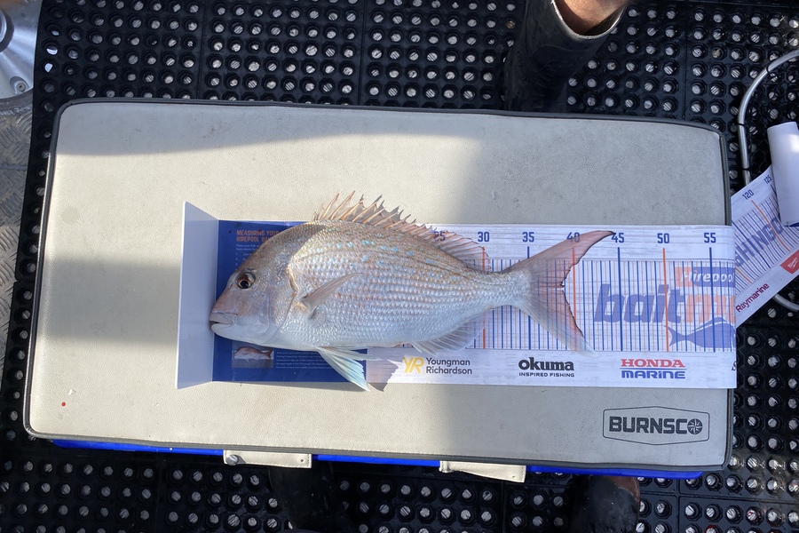 Tony Flowers caught this 39.0cm Snapper at West coast Wellington  during The Hirepool Baitmates Fishing Comp