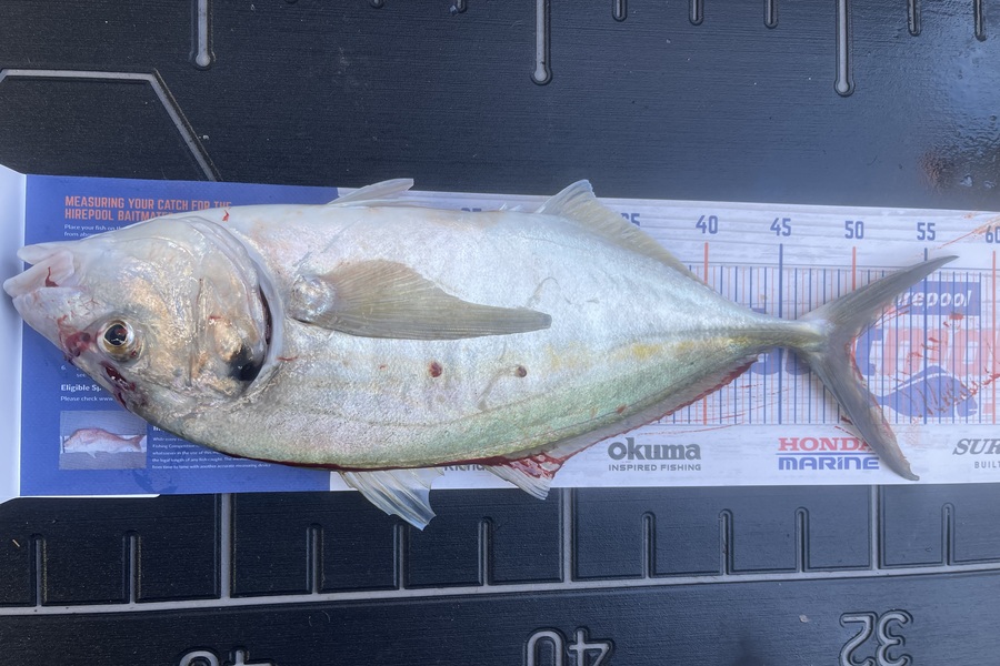 Liz van der Westhuizen caught this 49.5cm Trevally at Tauranga around Motiti during The Hirepool Baitmates Fishing Comp