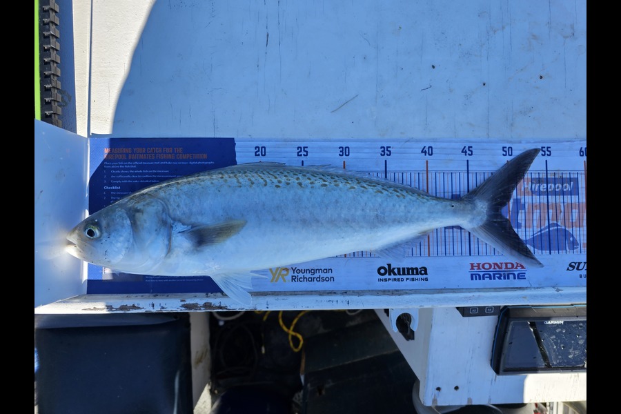 Wesley  Skinner  caught this 48.5cm Kahawai at South Shore Spit during The Hirepool Baitmates Fishing Comp
