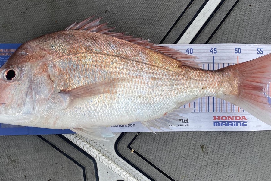 Nikki Farley caught this 56cm Snapper at Wai iti during The Hirepool Baitmates Fishing Comp