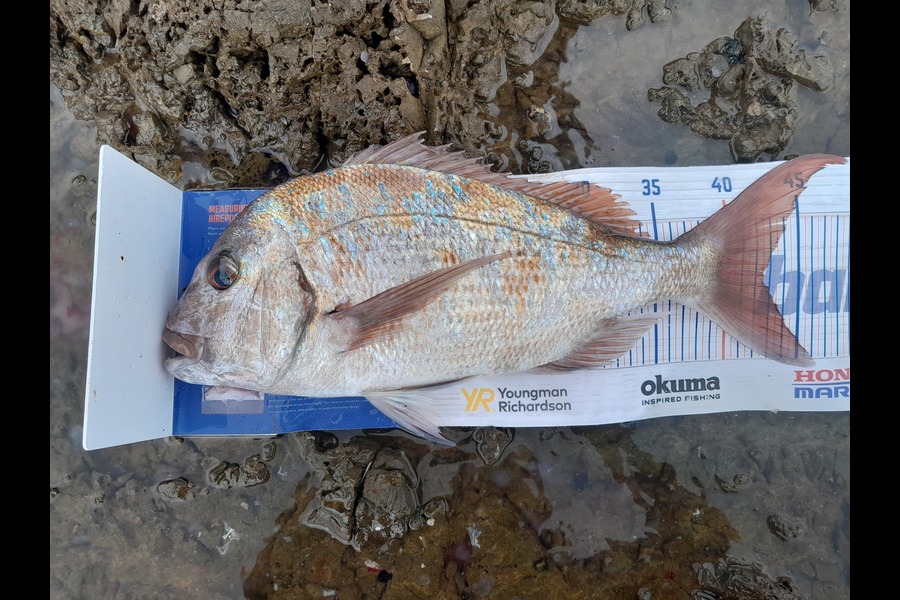 Joel Davies caught this 42.5cm Snapper at Northland during The Hirepool Baitmates Fishing Comp