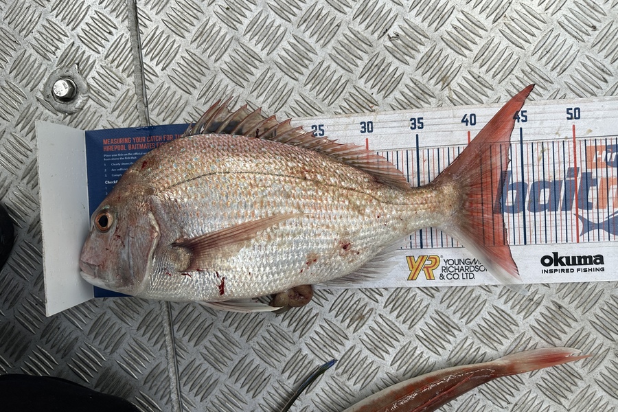 Caddison Murfitt caught this 42.5cm Snapper at Taranaki  during The Hirepool Baitmates Fishing Comp