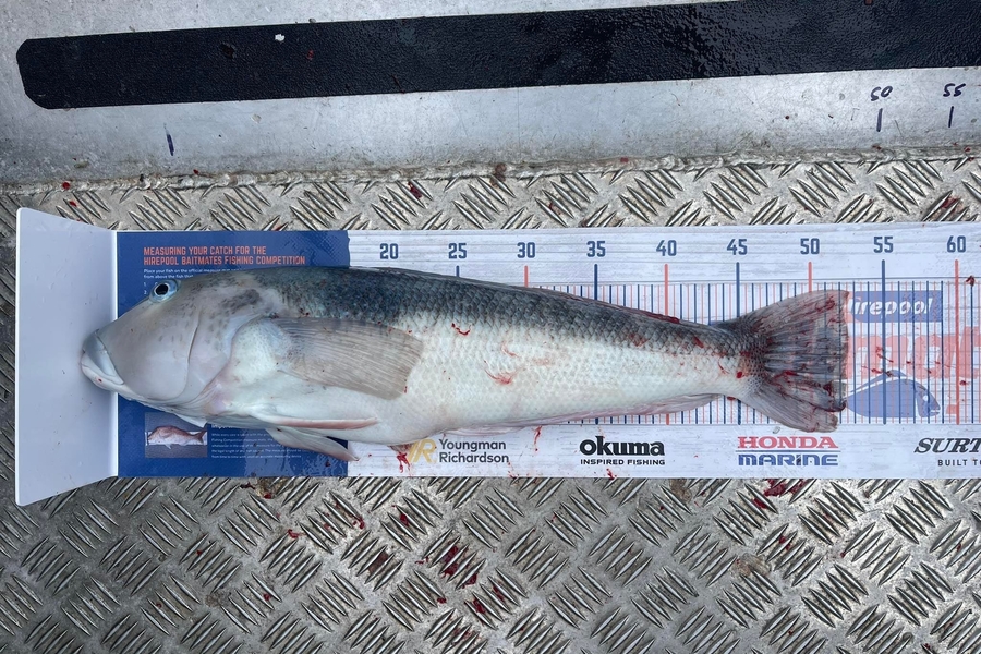 Kelvin Mckay caught this 52.5cm Blue Cod at Otago heads during The Hirepool Baitmates Fishing Comp