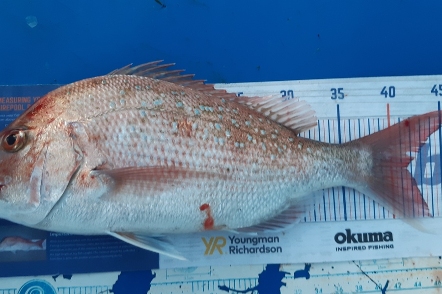 Dan Musson caught this 41.5cm Snapper at Welly west during The Hirepool Baitmates Fishing Comp