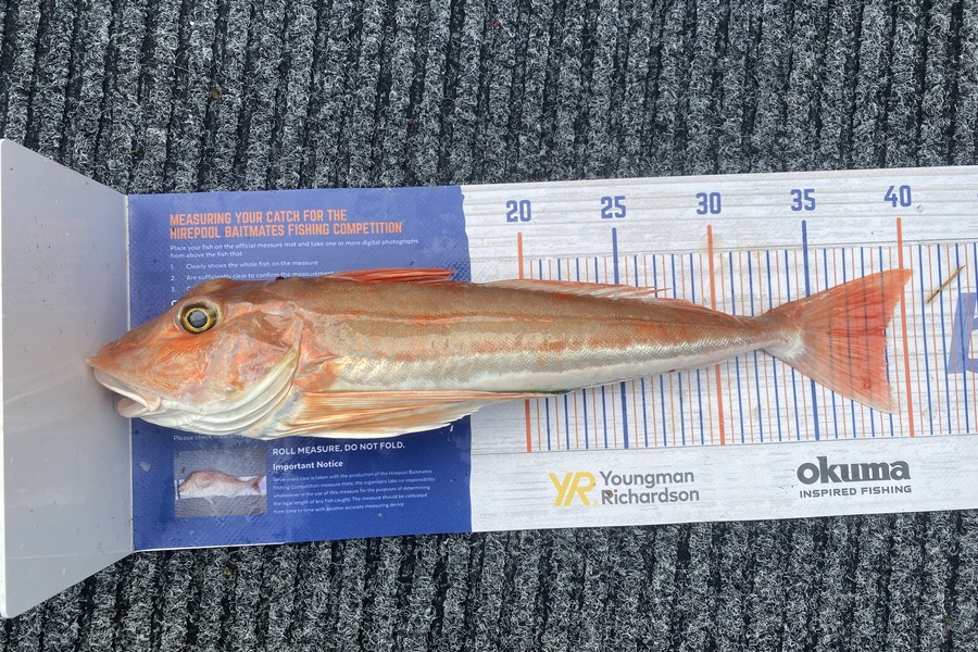 Brody Mitchell caught this 39.0cm Gurnard at Tasman bay during The Hirepool Baitmates Fishing Comp